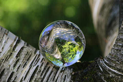 bedoll, espiral, arbre, patró, escorça d'arbre, escorça de bedoll, naturalesa, creatiu, imatge de fons, estructura, fusta, reflexió, fotografia de pilota de cristall, duplicació, màgia, bola de vidre, fotografia, bokeh, primer pla, esfera, dia, transparent, cap gent, material de fusta, a l'aire lliure, enfocament selectiu, planta, centrar-se en primer pla, vidre - material, vulnerabilitat, bombolla, fragilitat, tronc de l'arbre, textura, escorça, 5K, CC0, domini públic, lliure de regalies