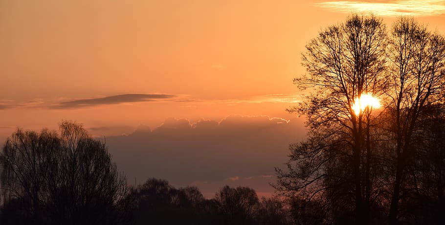fotografia di silhouette, alberi, nuvole, retroilluminato, bellissimo, sera, nebbia, nebbioso, foresta, ora d'oro, paesaggio, luce, umore, sole mattutino, natura, panoramico, cieli, cielo, sole, Alba, tramonto, tempo metereologico, boschi, albero, silhouette, bellezza nella natura, pianta, scenics - natura, colore arancione, scena tranquilla, la tranquillità, nuvola - cielo, nessuno, idilliaco, scena non urbana, all'aperto, luce del sole, cielo romantico, 5K
