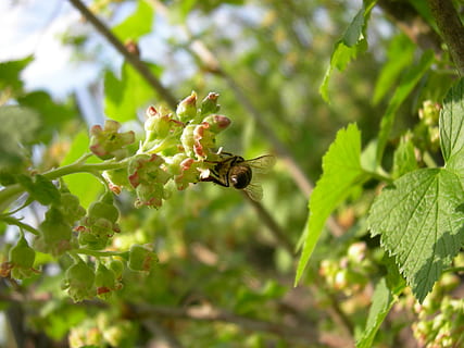 Ukrajina, nastashka, zvířat, zvíře, bezobratlý, zvířata ve volné přírodě, rostlina, hmyz, zelená barva, rostlinné části, jednoho zvířete, list, růst, krása v přírodě, Příroda, detail, selektivní zaměření, včela, den, létající, nikdo, venku, opylování, 2K, CC0, veřejná doména, bez autorských práv