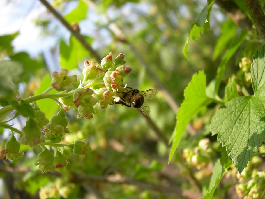 Ucraïna, nastashka, temes d'animals, animal, fauna animal, invertebrat, animals a la natura, planta, insecte, color verd, part de la planta, un animal, full, creixement, bellesa a la natura, naturalesa, primer pla, enfocament selectiu, abella, dia, volant, cap gent, a l'aire lliure, polinització, 2K
