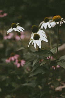 cinque margherite bianche, margherita, pianta, fiore, margherite, flora, fiorire, petalo, cosmo, Asteraceae, girasole, ibisco, geranio, anemone, astro, vaso, pianta in vaso, ceramica, Apidae, insetto, pianta fiorita, fragilità, vulnerabilità, freschezza, bellezza nella natura, crescita, testa di fiore, infiorescenza, avvicinamento, natura, coneflower, nessuno, concentrarsi sulle conoscenze acquisite, stelo vegetale, polline, Colore bianco, messa a fuoco selettiva, all'aperto, 5K, CC0, dominio pubblico, privo di copyright