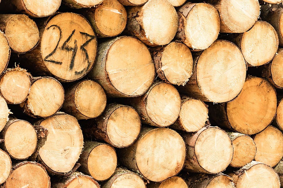 træ logs, træ, tømmer, nummer, logfiler, skære, savet, udendørs, fældet, struktur, mønster, natur, svamp, flora, plante, champignon, fældet træ, fuld ramme, baggrunde, stor gruppe af objekter, log, Brænde, stak, tømmerindustrien, skovrydning, Skov, overflod, træ - materiale, bunke, ingen mennesker, fossilt brændstof, Brun, tæt på, brændstof og elproduktion, brændestablen, hakket, 5K