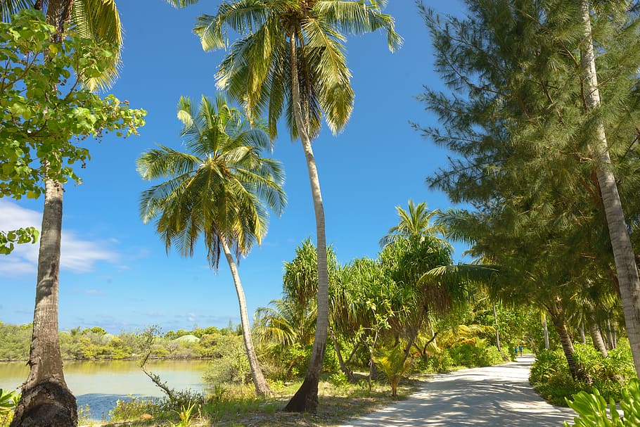 alberi di cocco, luce del giorno, ambiente, strada, alberi, tropicale, albero, pianta, cielo, bellezza nella natura, la tranquillità, crescita, natura, acqua, scenics - natura, scena tranquilla, Palma, clima tropicale, colore verde, giorno, nessuno, terra, luce del sole, tronco d'albero, tronco, all'aperto, palma da cocco, treelined, 5K