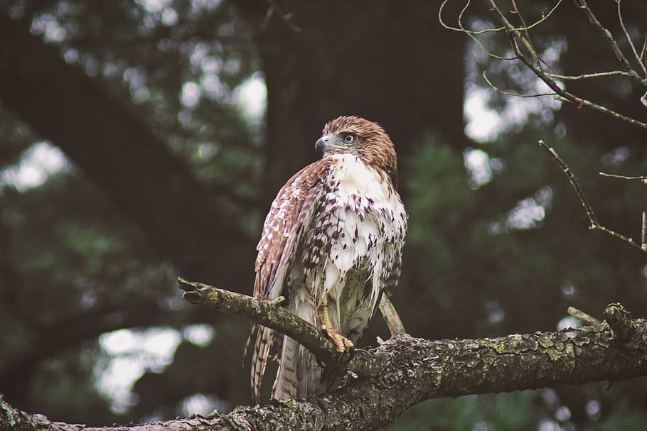 àguila penjada, buzzard, animal, falcó, ocell, accipiter, Estats Units, lectura, llangardaix, rèptil, planta, bedoll, arbre, flora, flor, conífera, a l'aire lliure, naturalesa, terra, vegetació, animals a la natura, posat, rapinyaire, branca, fauna animal, vertebrats, un animal, temes d'animals, centrar-se en primer pla, dia, vista d’angle baix, cap gent, mirant cap a fora, àguila, àguila - ocell, 5K
