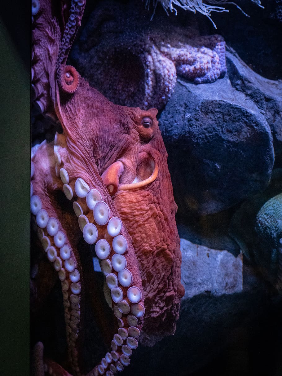polpo marrone, animale, temi animali, solido, roccia, nessuno, roccia - oggetto, un animale, avvicinamento, fauna selvatica, rappresentazione, animali allo stato selvatico, rappresentazione animale, arte e artigianato, scultura, giorno, vertebrato, statua, polpo, natura, all'aperto, marino, bocca aperta, 4K