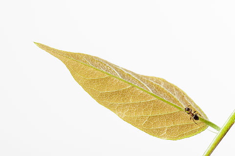 negre, marró, formiga, insecte, primer pla, macro, naturalesa, estiu, fullatge, fauna, salvatge, natural, detall, animal, verd, harmoniosa, branca, cama, jardí, planta, full, fons, temporada, patró, tardor, color verd, frescor, groc, aïllat, vida salvatge, orgànic, botànica, medi ambient, bellesa a la natura, biologia, 4K, CC0, domini públic, lliure de regalies