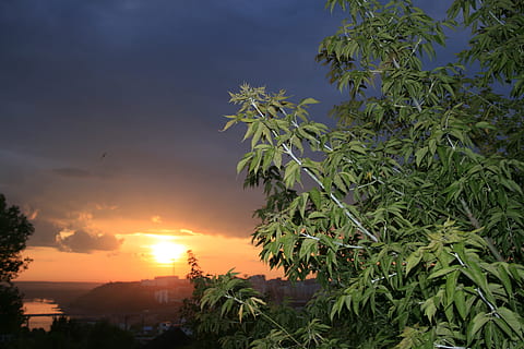 posta de sol, ufa, sol, escena, fulles, planta, cel, arbre, creixement, bellesa a la natura, full, naturalesa, part de la planta, núvol - cel, cap gent, color verd, tranquil·litat, escenics - natura, a l'aire lliure, exterior de l'edifici, Palmera, escena tranquil·la, estructura construïda, arquitectura, 4K, CC0, domini públic, lliure de regalies