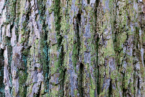 corteza de árbol, resumen, fondo, ladrar, marrón, de cerca, detalle, ambiente, bosque, gráfico, verde, liquen, macro, musgo, natural, naturaleza, roble, antiguo, orgánico, al aire libre, modelo, planta, áspero, estructura, superficie, textura, texturizado, árbol, el maletero, blanco, madera, de madera, fotograma completo, antecedentes, tronco de arbol, nadie, crecimiento, día, planta de corteza, material de madera, centrarse en primer plano, belleza en la naturaleza, 4K, CC0, dominio público, libre de derechos