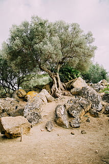 gris, roques, a través de, arbre, planta, naturalesa, cap gent, creixement, tranquil·litat, cel, rock, dia, terra, sòlid, bellesa a la natura, rock - object, escena tranquil·la, paisatge, a l'aire lliure, camp, medi ambient, escenics - natura, escena no urbana, 5K, CC0, domini públic, lliure de regalies