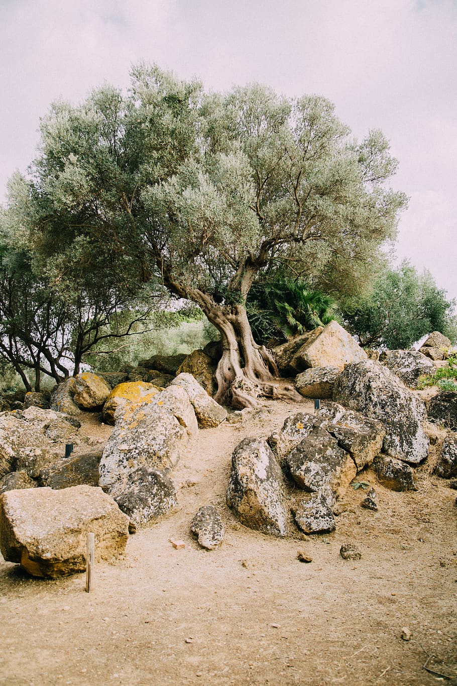 gris, roques, a través de, arbre, planta, naturalesa, cap gent, creixement, tranquil·litat, cel, rock, dia, terra, sòlid, bellesa a la natura, rock - object, escena tranquil·la, paisatge, a l'aire lliure, camp, medi ambient, escenics - natura, escena no urbana, 5K
