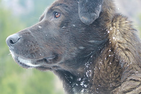 India, Manali, animal, animale tematice, mamifer, un animal, animale sălbatice, animale în sălbăticie, nici o persoana, a închide, să se concentreze asupra primelor elemente, partea corpului animalului, zi, cap de animal, uitându-se departe, in cautarea, în aer liber, natură, apă, animale vertebrate, intern, animale domestice, 4K, CC0, domeniu public, fără drepturi de autor