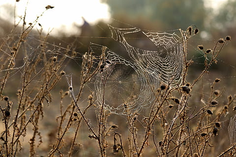 telaraña, zarzas, espinas, seco, otoño, fragilidad, vulnerabilidad, centrarse en primer plano, de cerca, naturaleza, nadie, día, animal, temas de animales, planta, al aire libre, belleza en la naturaleza, atrapado, enfoque selectivo, araña, complejidad, tranquilidad, web, Rocío, 5K, CC0, dominio público, libre de derechos