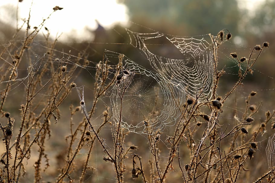 teranyina, esbarzers, espines, sec, tardor, fragilitat, vulnerabilitat, centrar-se en primer pla, primer pla, naturalesa, cap gent, dia, animal, temes d'animals, planta, a l'aire lliure, bellesa a la natura, atrapat, enfocament selectiu, aranya, complexitat, tranquil·litat, web, rosada, 5K