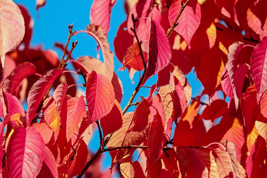 arbre amb fulles roses, bonic, borrós, branques, brillant, primer pla, medi ambient, creixement, llum, maple, naturalesa, taronja, parc, vermell, temporada, sol, arbre, vibrant, full, cap gent, part de la planta, canvi, dia, bellesa a la natura, tardor, branca, marc complet, fons, llum solar, planta, a l'aire lliure, fulles, enfocament selectiu, condició natural, 4K