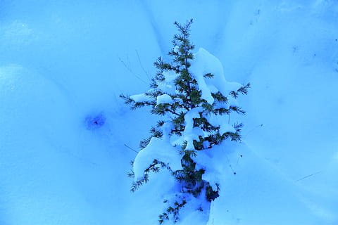 snow, winter, pine, sapling, nature, cold, white, mountains, trees, cold temperature, plant, beauty in nature, blue, no people, growth, day, tranquility, land, covering, frozen, field, white color, tree, outdoors, close-up, 5K, CC0, public domain, royalty free
