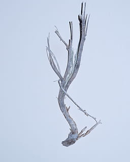 galho de árvore cinza, natureza, ao ar livre, gelo, neve, animal, pássaro, plantar, árvore, sincelo, inverno, geada, comedor de abelha, jay, Águia, clima, gaio azul, accipiter, antler, escultura, arte, ninguém, ramo, seco, planta morta, dia, céu, beleza na natureza, tranquilidade, fechar-se, planta seca, galho, copie o espaço, céu limpo, árvore nua, fragilidade, caule vegetal, planta murcha, 2K, CC0, domínio público, royalty free