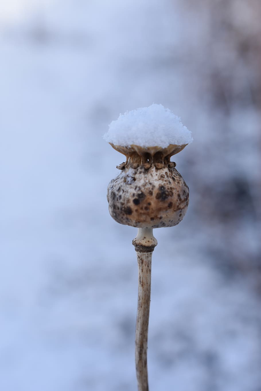 mack, hivern, Caixa, tapa, naturalesa, neu, fred, temperatura de fred, primer pla, centrar-se en primer pla, bolets, dia, fong, cap gent, bellesa a la natura, vegetals, planta, creixement, menjar, congelat, vulnerabilitat, fragilitat, cobertura, a l'aire lliure, gel, toadstool, 5K