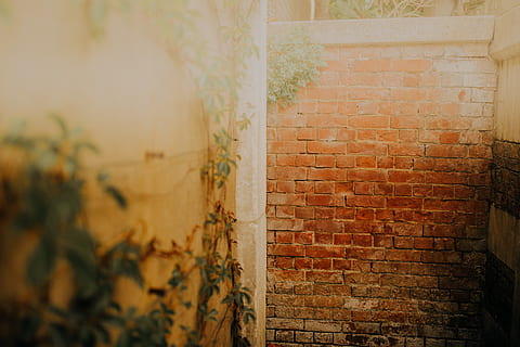 parede de tijolos laranja, tijolo, parede, caminho, passarela, dentro de casa, arte, pintura, mural, grafite, corredor, sala, masmorra, corrimão, chão, parede de pedra, decoração de casa, calçada, pavimento, bar, parede de tijolos, arquitetura, recurso de construção de parede, estrutura construída, ninguém, exterior do edifício, foco seletivo, dia, ao ar livre, plantar, fechar-se, padronizar, natureza, construção, focar em primeiro plano, segurança, protecção, folha, 5K, CC0, domínio público, royalty free