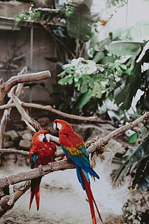 doi papagali de macao, pasăre, animale vertebrate, animale în sălbăticie, grup de animale, animale tematice, stinghie, animale sălbatice, animal, să se concentreze asupra primelor elemente, papagal, macaw, două animale, copac, nici o persoana, multi colorate, ramură, zi, plantă, Scarlet macaw, natură, 5K, CC0, domeniu public, fără drepturi de autor