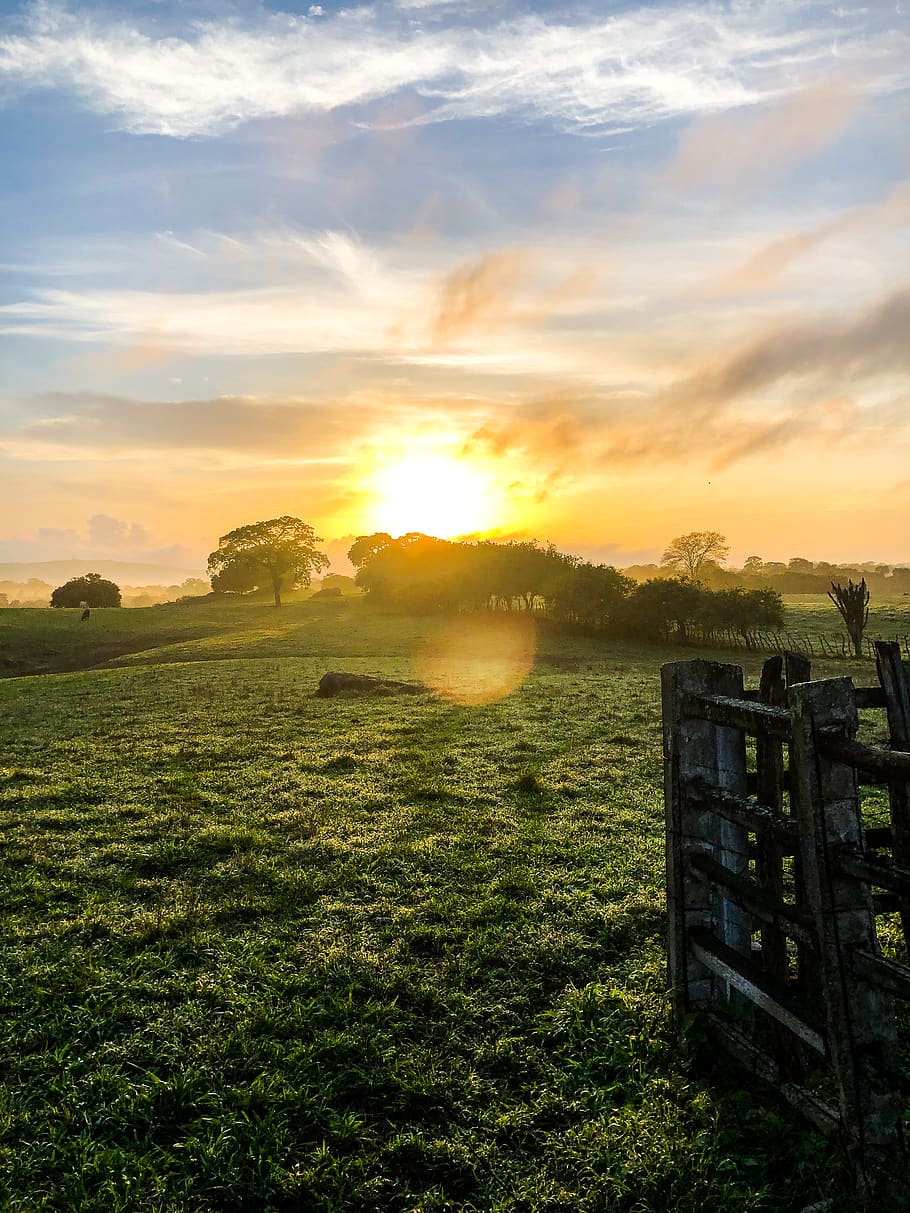 foto dei prati, bellissimo, nuvole, ambiente, erba, campo d'erba, prateria, verde, verdura, orizzonte, paesaggio, prato, natura, cielo, sole, Alba, tramonto, alberi, nuvola - cielo, scenics - natura, bellezza nella natura, terra, pianta, campo, luce del sole, la tranquillità, scena tranquilla, nessuno, colore arancione, riflesso lente, idilliaco, all'aperto, 4K