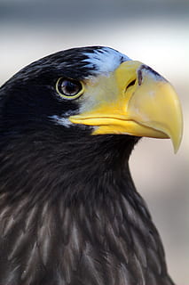 burung, burung rajawali, paruh, kuning, hewan, tema binatang, satu binatang, binatang di alam liar, bertulang belakang, satwa liar hewan, merapatkan, fokus pada latar depan, memalingkan muka, mencari, bagian tubuh hewan, tidak ada orang, hari, kepala hewan, burung pemangsa, elang - burung, di luar rumah, mata binatang, tampilan profil, hidung binatang, 5K, CC0, domain publik, bebas royalti