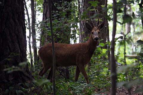 hjort, træ, dagtimerne, dyr, dyreliv, pattedyr, Raasepori, Finland, antilope, ramsholmen skovområde, elg, Skov, skov hjorte, capreolus capreolus, plante, skifer, accipiter, fugl, hjortetak, jord, udendørs, dyre temaer, et dyr, hvirveldyr, træstamme, dyr i naturen, stående, bagagerum, natur, husdyr, dag, ingen mennesker, kigger på kameraet, planteædende, 4K, CC0, offentligt domæne, royaltyfrie