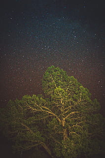 arbre de fulla verda, nit, espai exterior, a l'aire lliure, univers, astronomia, cel estrellat, espai, Estats Units, cannonville, parc estatal de la conca kodachrome, planta, flora, conífera, arbre, herba, estrella - espai, bellesa a la natura, estrella, escenics - natura, tranquil·litat, cel, creixement, naturalesa, escena tranquil·la, cap gent, color verd, vista d’angle baix, camp estel·lar, galàxia, espai i astronomia, llum de la lluna, 5K, CC0, domini públic, lliure de regalies