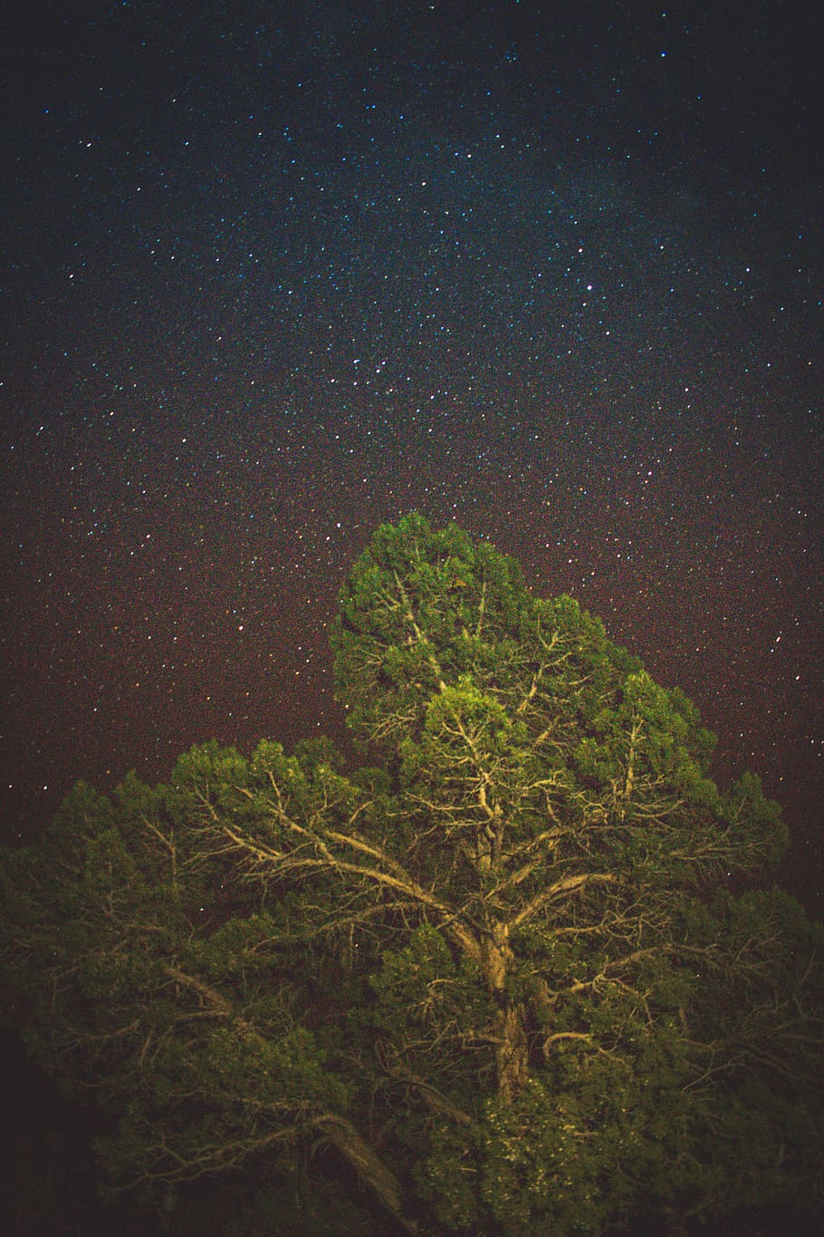 arbre de fulla verda, nit, espai exterior, a l'aire lliure, univers, astronomia, cel estrellat, espai, Estats Units, cannonville, parc estatal de la conca kodachrome, planta, flora, conífera, arbre, herba, estrella - espai, bellesa a la natura, estrella, escenics - natura, tranquil·litat, cel, creixement, naturalesa, escena tranquil·la, cap gent, color verd, vista d’angle baix, camp estel·lar, galàxia, espai i astronomia, llum de la lluna, 5K