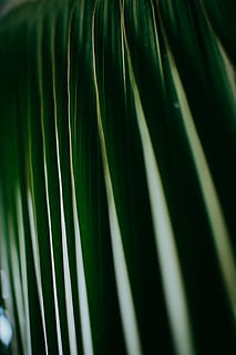 suprafata verde, plantă, palmier, Arecaceae, copac, frunze, verde, ușoară, inflori, floare, Agavaceae, vene, aloe, Amaryllidaceae, rădăcină, tropical, petală, vegetație, mugur, germina, iarbă, creştere, Culoarea verde, parte a plantelor, nici o persoana, a închide, frunza de palmier, frumusețe în natură, natură, cadru complet, modelul natural, zi, fundaluri, să se concentreze asupra primelor elemente, model, climat tropical, frunză, în aer liber, 5K, CC0, domeniu public, fără drepturi de autor