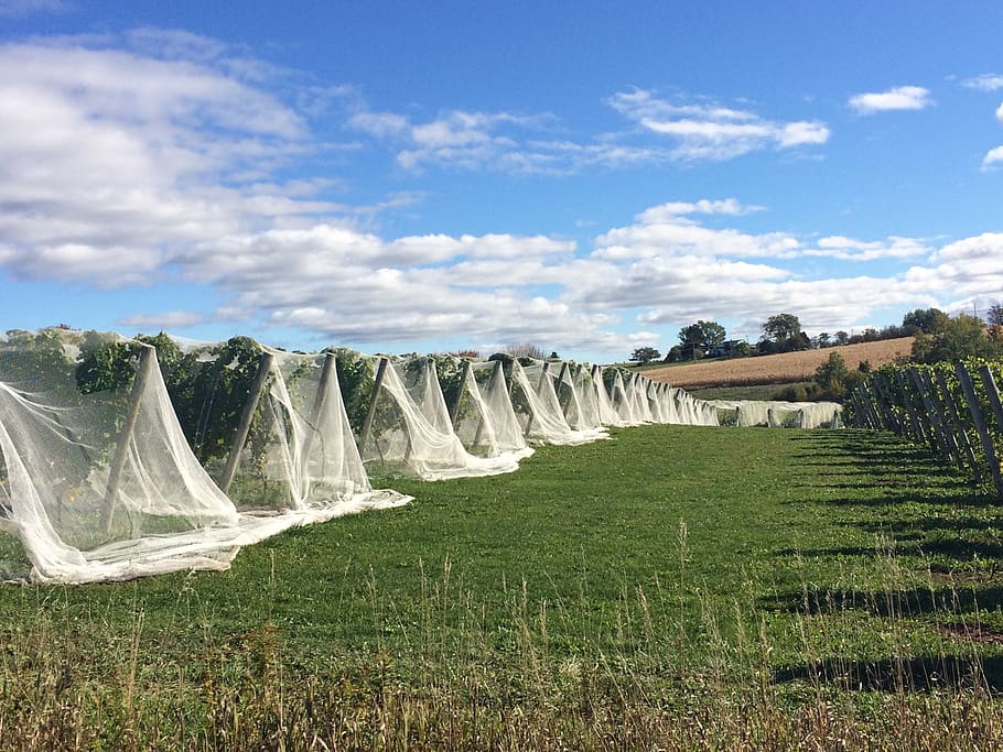 brina, vigneto, cielo, pianta, nuvola - cielo, ambiente, terra, natura, bellezza nella natura, scenics - natura, giorno, paesaggio, nessuno, campo, acqua, albero, crescita, erba, all'aperto, agricoltura, movimento, fluente, acqua corrente, 1080P