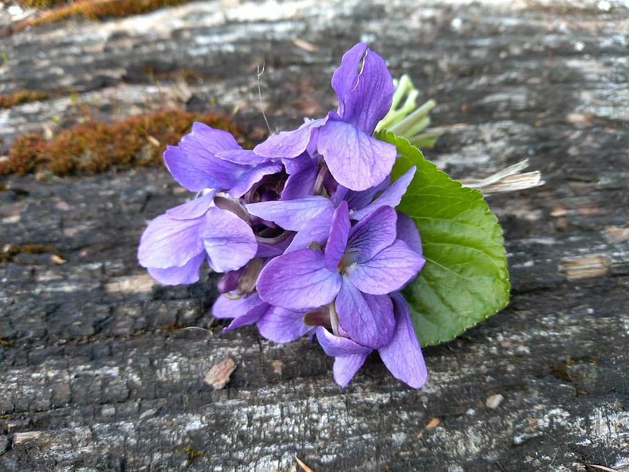 violeta, primavera, flor, Sí, abril, planta amb flors, fragilitat, vulnerabilitat, bellesa a la natura, planta, pètal, frescor, primer pla, porpra, inflorescència, creixement, cap de flor, cap gent, naturalesa, dia, a l'aire lliure, botànica, centrar-se en primer pla, part de la planta, puresa, 2K