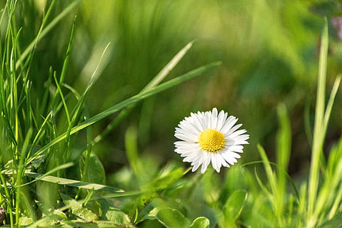 Gänseblümchen, Sommer-, Natur, Blume, Weiß, blühen, Frühling, Wiese, Flora, Gras, Margerite, blühende Pflanze, Pflanze, Frische, Wachstum, Zerbrechlichkeit, Verletzlichkeit, Schönheit in der Natur, Blütenblatt, Blütenkopf, Nahansicht, grüne Farbe, Blütenstand, Gelb, Feld, Land, Tag, Pollen, keine Leute, draußen, Grashalm, 5K, CC0, gemeinfrei, lizenzfrei
