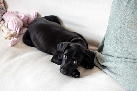 schwarzer Labrador, Eckzahn, Tier, Säugetier, Hund, Haustier, Labrador Retriever, Möbel, Gericht, Lebensmittel, Mahlzeit, Decke, Zeiger, Beagle, Zehe, Finger, Katze, Manx, Arzt, blühen, Haustiere, inländisch, Tierthemen, ein Tier, Entspannung, hinlegen, Jungtier, drinnen, schwarze Farbe, Wirbeltier, klein, ausruhen, Hündchen, Porträt, keine Leute, reinrassiger Hund, 5K, CC0, gemeinfrei, lizenzfrei