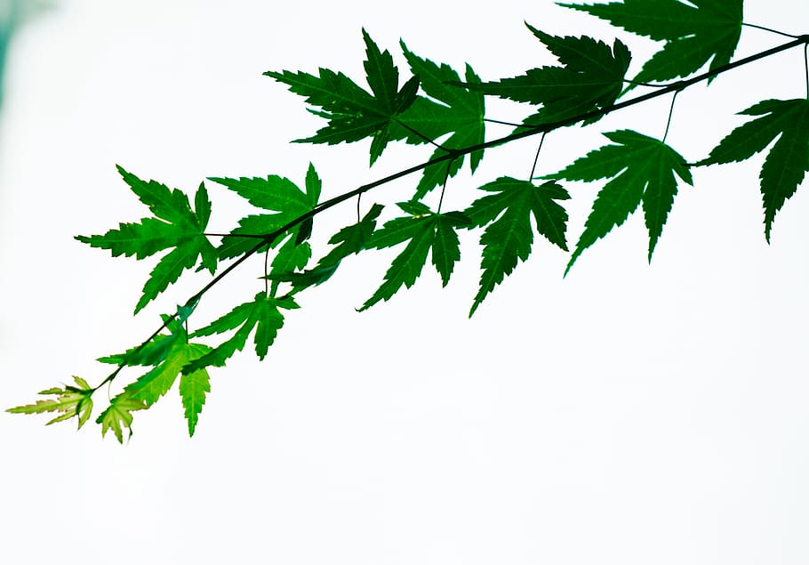 planta, full, arbre, jar, ceràmica, gerro, verd, maple, naturalesa, vegetació, blanc, caure, estiu, cel, sense fons, fons, caiguda, tardor, julivert, a l'aire lliure, part de la planta, color verd, fons blanc, herba, medicina, tir de l'estudi, a l'interior, herba medicinal, cap gent, salut i medicina, primer pla, menjar i beguda, Color blanc, menjar, tallar, frescor, lluminós, 5K