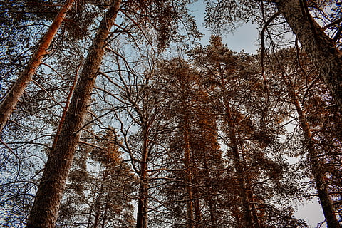 niedrig, Winkel Fotografie, Bäume, Wald, Froschperspektive, Perspektive, Baum, Pflanze, Flachwinkelansicht, Baumstamm, Kofferraum, Ast, Wachstum, Natur, keine Leute, Ruhe, Land, Himmel, Tag, große Höhe, Schönheit in der Natur, draußen, ruhige Szene, Szenen - Natur, Veränderung, Baumkrone, Nadelbaum, Kiefernwald, 5K, CC0, gemeinfrei, lizenzfrei
