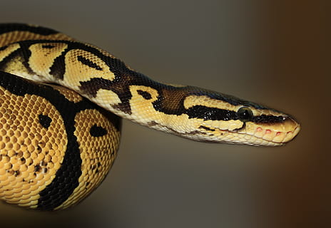 python brun, python royal, macro, python regius, serpent, reptile, un animal, thèmes animaux, animal, la faune des animaux, vertébré, partie du corps de l'animal, fermer, animaux à l'état sauvage, tête d'animal, signe, personne, panneau d'avertissement, échelle animale, prise de vue en studio, la communication, la nature, portrait, œil, oeil d'animal, toxique, fond noir, forêt tropicale, 4K, CC0, domaine public, libre de droits