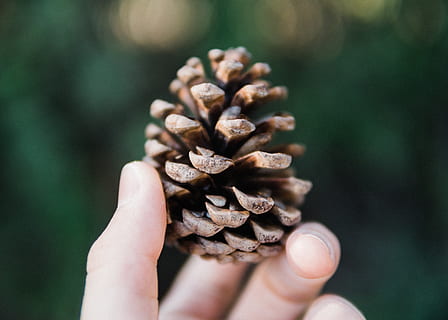 pi, con, bosc, arbres, pinya de pi, mà, model, marró, pel·lícula, calma, humor, mà humana, part del cos humà, una persona, celebració, primer pla, centrar-se en primer pla, dia, naturalesa, menjar i beguda, planta, frescor, mans en copa, a l'aire lliure, arbre de coníferes, part del cos, pinàcies, menjar, dit, 2K, CC0, domini públic, lliure de regalies
