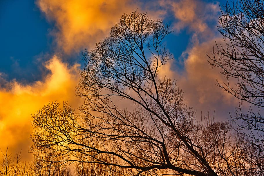 Sonnenuntergang, Baum, Sonne, szenisch, romantisch, wunderschönen, Orange, atmosphärisch, abendstimmung, Atmosphäre, sich ausruhen, Wolken, Abend, Himmel, Natur, Farbenspiel, kalt, paradiesisch, wolke - himmel, Schönheit in der Natur, Pflanze, kahler Baum, Silhouette, Ast, Umgebung, orange Farbe, Szenen - Natur, keine Leute, draußen, Wald, mehrfarbig, Flachwinkelansicht, Dämmerung, Kiefer, Nadelbaum, 5K