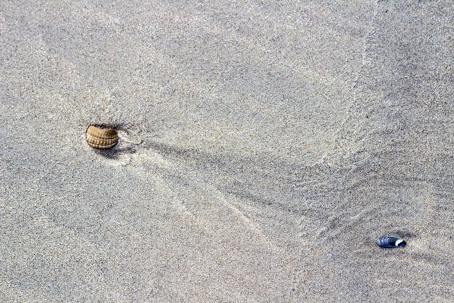 gray sand, sand, nature, outdoors, clam, animal, sea life, seashell, invertebrate, shell, insect, wildlife, rug, soil, marine life, sealife, beach, coast, shore, grey, conch, animal wildlife, no people, land, animal themes, high angle view, day, animals in the wild, one animal, close-up, textured, gastropod, snail, animal shell, 5K