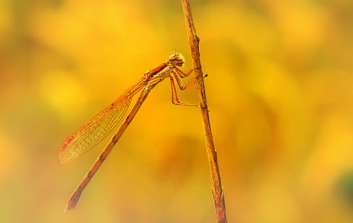 libellule brune, libellule, insecte, animal, anisoptères, invertébré, jaune, la nature, bokeh, punaise, tige, aile, champ, demoiselle, macro, fermer, moustique, thèmes animaux, la faune des animaux, un animal, animaux à l'état sauvage, se concentrer sur le premier plan, plante, personne, partie du corps de l'animal, en plein air, journée, aile des animaux, tige de la plante, patte d'animal, oeil d'animal, 2K, CC0, domaine public, libre de droits