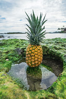 pinya, postres, aperitiu, fruita, suc, cultiu, verd, naturalesa, núvols, cel, aigua, núvol - cel, alimentació saludable, fruita tropical, cap gent, menjar, dia, menjar i beguda, planta, mar, color verd, frescor, benestar, a l'aire lliure, centrar-se en primer pla, 5K, CC0, domini públic, lliure de regalies