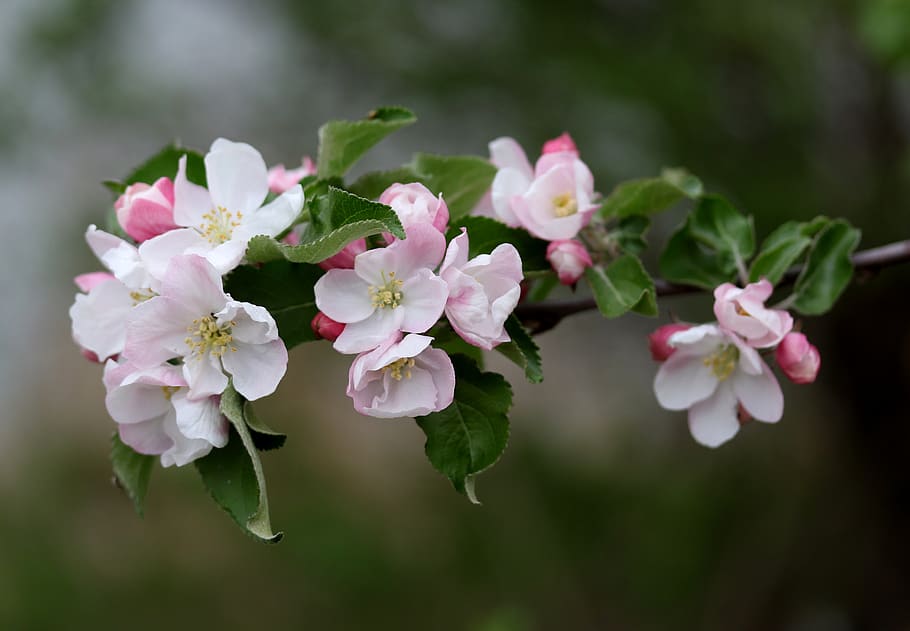 flors, rosa, casey, arbre, primavera, flor, plantes, florir, planta amb flors, planta, fragilitat, vulnerabilitat, bellesa a la natura, frescor, creixement, pètal, primer pla, color rosa, inflorescència, cap de flor, naturalesa, centrar-se en primer pla, cap gent, dia, part de la planta, full, a l'aire lliure, pol·len, Ram de flors, 4K