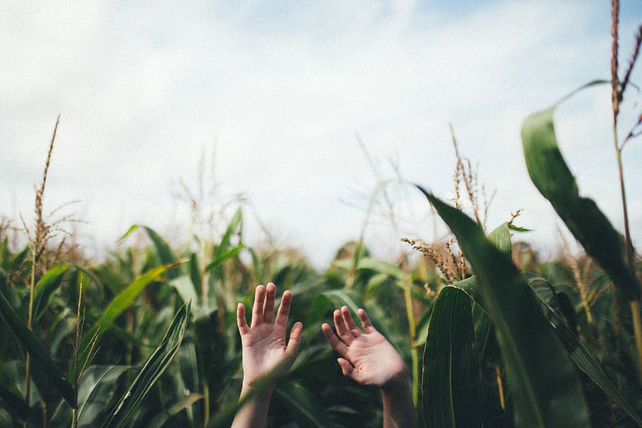 Hand, Palme, Mais, Feld, Bauernhof, Grün, Pflanzen, menschliches Körperteil, Pflanze, Körperteil, eine Person, Wachstum, Natur, Tag, selektiver Fokus, Land, Landschaft, menschliche Hand, Himmel, ländliche Szene, Nahansicht, Gliedmaßen, Ernte, menschliches Glied, Landwirtschaft, draußen, menschlicher Arm, menschlicher Fuß, Finger, 2K