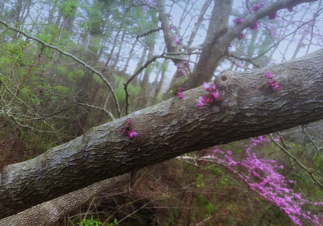 árbol, Redbud, primavera, planta, tronco de arbol, el maletero, naturaleza, tierra, bosque, día, tranquilidad, centrarse en primer plano, crecimiento, nadie, rama, al aire libre, Arbol caido, texturizado, de cerca, material de madera, color rosa, belleza en la naturaleza, madera, ladrar, 4K, CC0, dominio público, libre de derechos