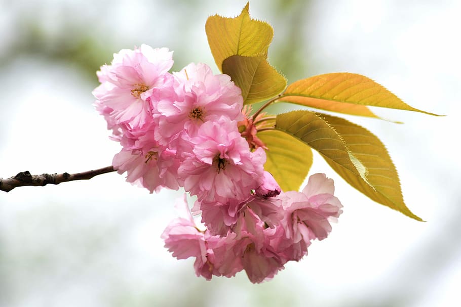 flor, sommer, kirsebær, natur, træ, afdeling, kronblade, farve, munterhed, blomstrende plante, blomst, lyserød farve, plante, friskhed, skrøbelighed, skønhed i naturen, kronblad, tæt på, sårbarhed, blomsterhoved, blomsterstand, vækst, blomstre, ingen mennesker, forår, dag, botanik, udendørs, kirsebær blomst, Kirsebærtræ, 4K