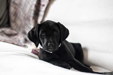 il nero fa, labrador retriever, animale domestico, canino, animale, cane, mammifero, cane da caccia, cibo, pasto, piatto, pointer, medico, cucciolo, beagle, spaniel, Cocker spaniel, cane bianco, grugno, veterinario, dito del piede, domestico, animali domestici, un animale, temi animali, mobilia, rilassamento, ritratto, in casa, giovane animale, guardando la fotocamera, vertebrato, letto, nessuno, messa a fuoco selettiva, testa di animale, 5K, CC0, dominio pubblico, privo di copyright