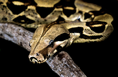 Marrone, nero, foto di pitone, serpente, rettile, pitone rock, animale, Cairns, avventure di coccodrilli hartleys, Australia, lucertola, serpente colorato, David Clode, boa constrictor, boa, modello, anaconda, anfibio, natura, rana, serpente a sonagli, serpente verde, temi animali, fauna selvatica, un animale, animali allo stato selvatico, avvicinamento, vertebrato, nessuno, parte del corpo animale, concentrarsi sulle conoscenze acquisite, albero, sfondo nero, notte, testa di animale, all'aperto, ramo, girato in studio, 5K, CC0, dominio pubblico, privo di copyright