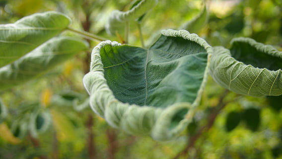 hoja, parte de la planta, planta, color verde, crecimiento, naturaleza, agricultura, vegetal, de cerca, comida y bebida, día, alimentación saludable, comida, orgánico, frescura, enfoque selectivo, bienestar, belleza en la naturaleza, Huerta, repollo, plantación, jardinería, 4K, CC0, dominio público, libre de derechos