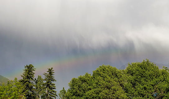 Canada, Canmore, himmel, skyer, træer, grøn, blade, regn, forår, alberta, humørsyg, tåge, tåget, regnvejr, regnbue, træ, plante, skønhed i naturen, ro, vækst, sky - himmel, natur, rolig scene, scenics - natur, dag, lav vinkel visning, ingen mennesker, grøn farve, udendørs, ikke-urbane scene, idyllisk, Skov, trætop, 4K, CC0, offentligt domæne, royaltyfrie