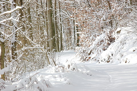 Bos, bospad, sneeuw, winter, rust uit, humeur, natuur, koude temperatuur, boom, witte kleur, fabriek, land-, schoonheid in de natuur, kalmte, aan het bedekken, geen mensen, dag, scenics - natuur, bevroren, rustige scène, niet-stedelijke scène, veld-, buitenshuis, extreem weer, sneeuwen, poeder sneeuw, 2K, CC0, publiek domein, royaltyvrij